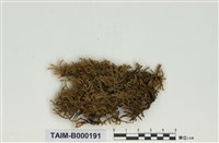 藏品(粗枝苔屬)的圖片